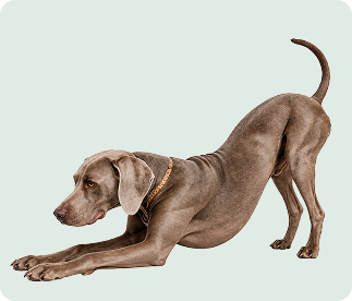 Stiff Joints & Limping