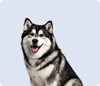 Advanced Salmon Oil